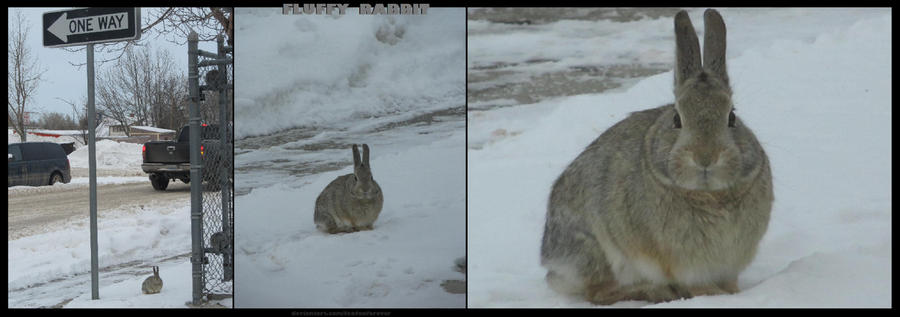 Flury Rabbit Fluffy Rabbit Wallpaper by foxfanforever on DeviantArt