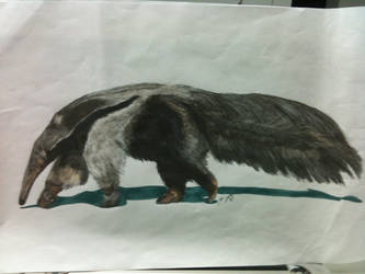 Giant Anteater full render