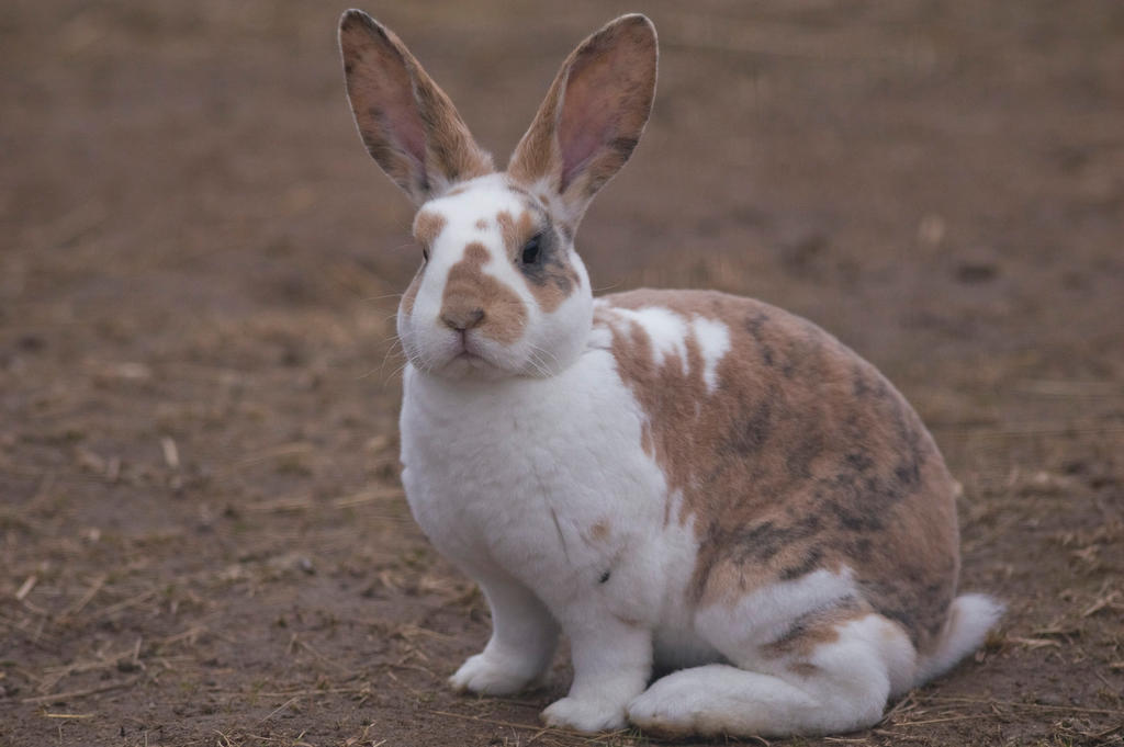 Stock Image- Rex Rabbit by MNArtPhotography on DeviantArt
