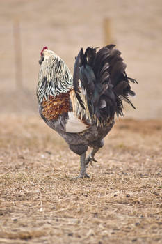 Stock Image- Rooster