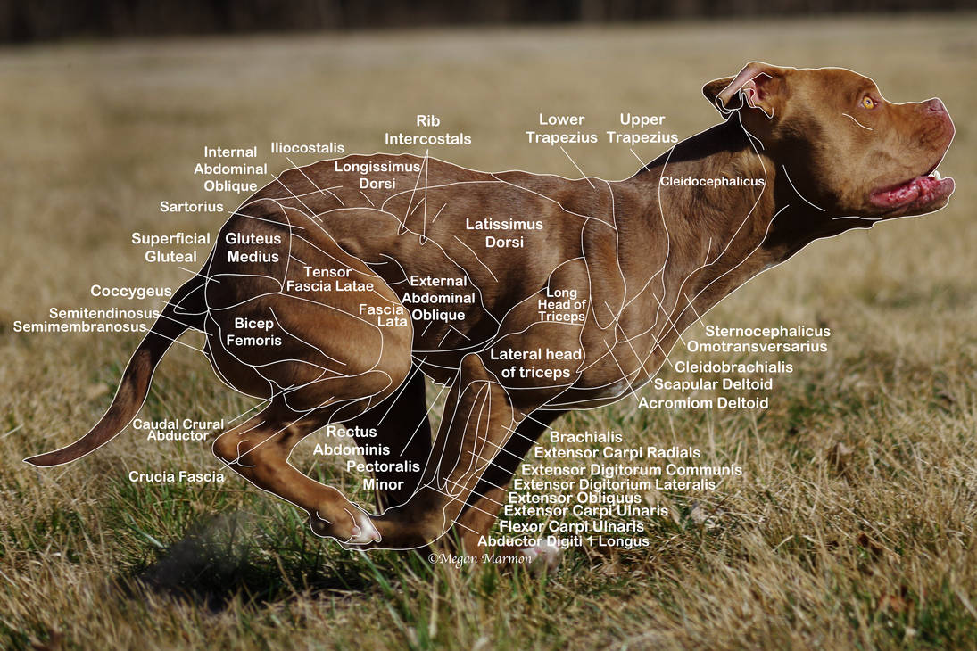 Canine Muscle Chart- Updated by MNArtPhotography on DeviantArt
