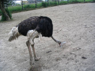 Ostrich2