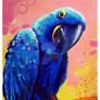 Hyacinth Macaw