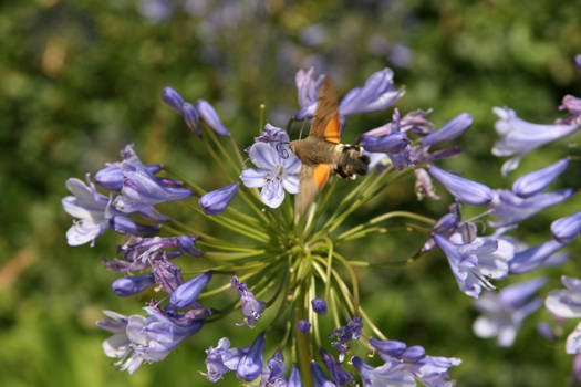 Hummingbird Hawk-Moth 2