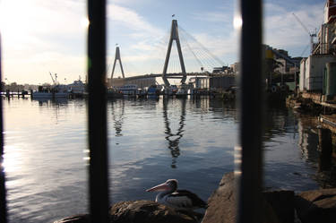 Glebe Pelican