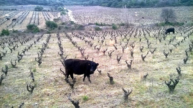 COWS IN VINEYARD