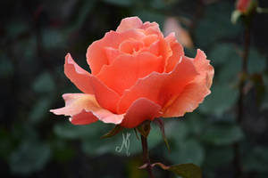 Edinburgh ~ Near fountain is another rose