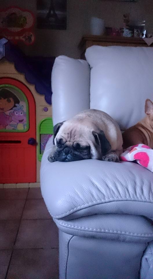 don't wake the pug!