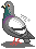 Pixel pigeon