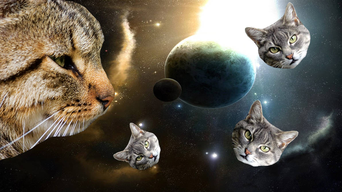 Темы кошечки. Кот в космосе. Космическая кошка. Котенок в космосе. Кот на фоне космоса.