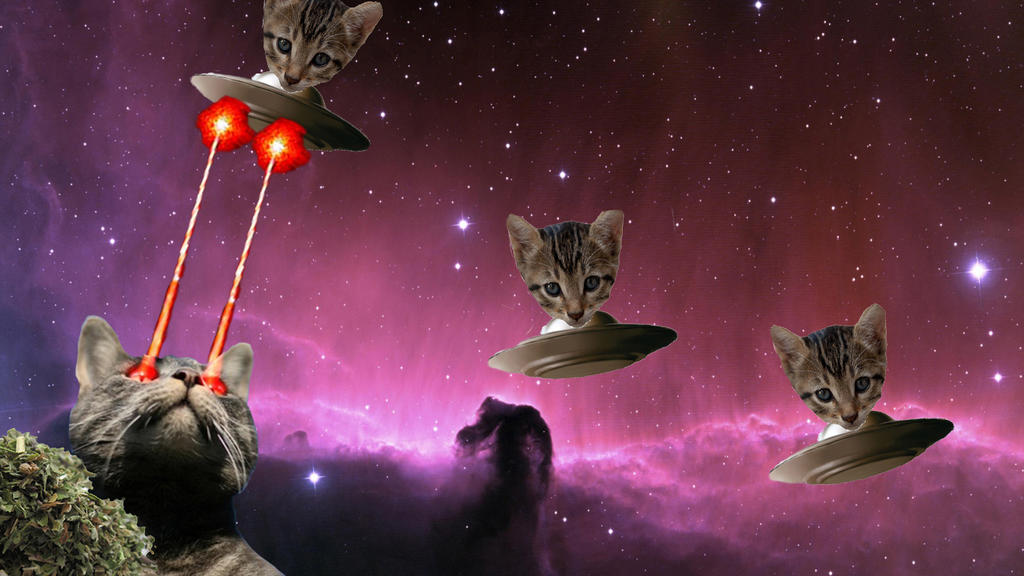 Кошка полетевшая в космос