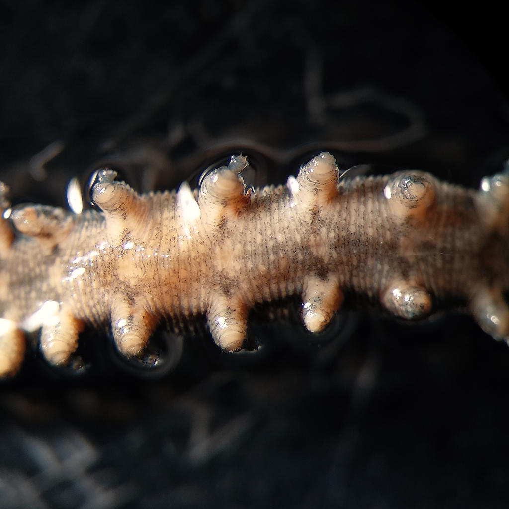 Wither wrist pen Velvet worm under microscope by LaMoccacino on DeviantArt