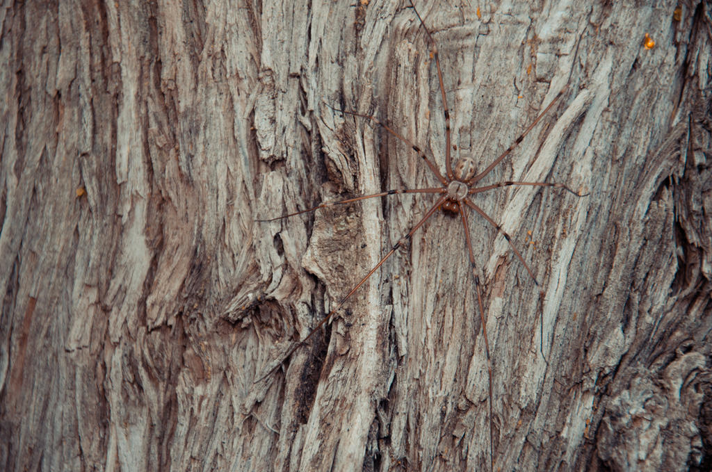 Opiliones Inca Pattern Opiliones by LaMoccacino on DeviantArt