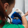 baby fruitbat admitted to wildlife hospital