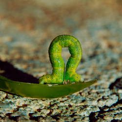 caterpillar antipredatory response