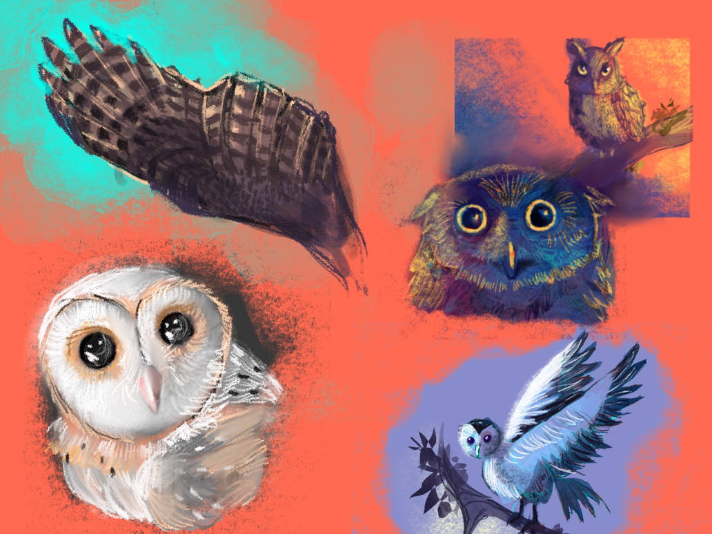 Owl studies by OrbitArtist on DeviantArt
