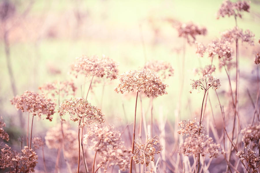 Winter Flowers - Day 2