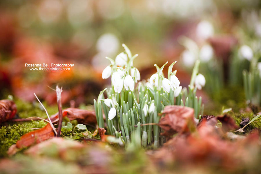 Snowdrops - Day 17