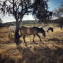 Horses and Shadows