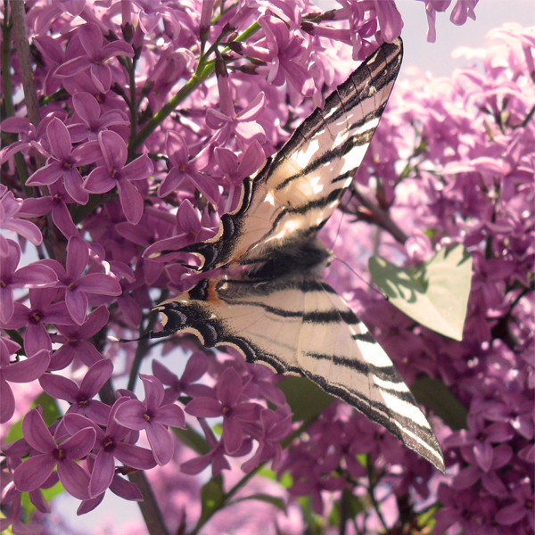 The butterfly and the lilac...