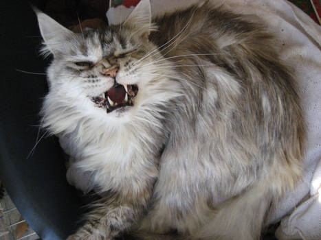 A Cat's Roar