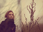 branches. by Altingfest