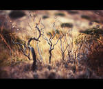 dead tree. by Altingfest