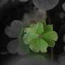 5-leaf clover
