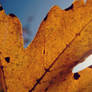 Autumn Leaf