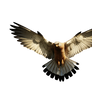Eagle Png