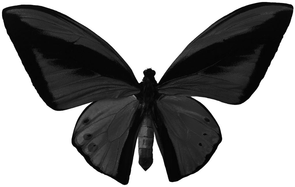 Black Butterfly Png By Yotoots On Deviantart Black Butterfly Png By Yotoots On Deviantart