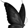 black Butterfly png
