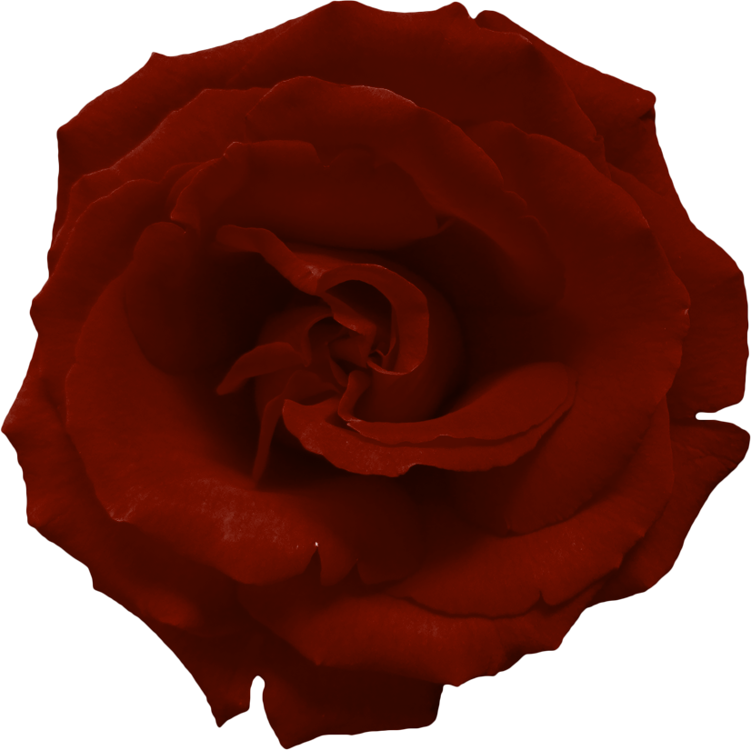 Red Rose Png by yotoots on DeviantArt