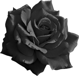 Black Rose png