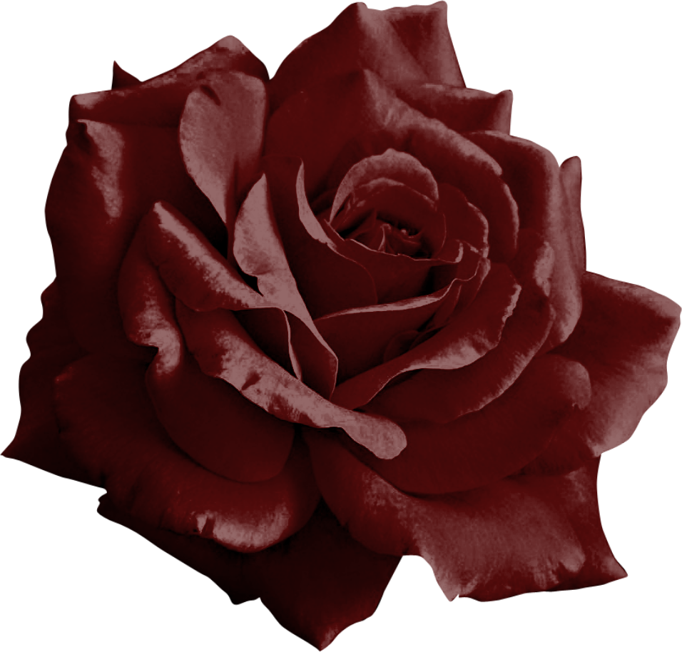 Burgundy Rose Png by yotoots on DeviantArt