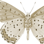 Spotted Butterfly png