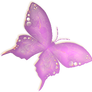 Pretty Butterfly png