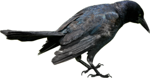 Raven png