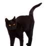 black cat png