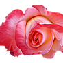 pretty rose png