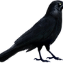 Raven png 2