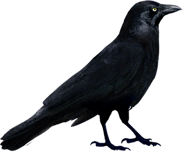 Raven png 2
