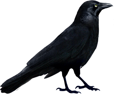 Raven png 2