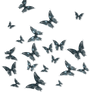 butterflies png