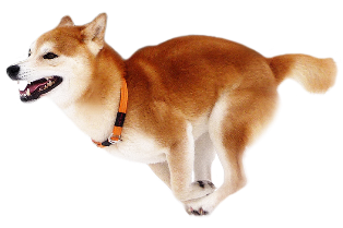 Shiba Inu PNG 2