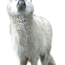 White wolf png