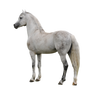 Horse png 2