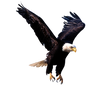 Bald Eagle PNG