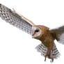 Barn Owl PNG