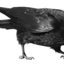 Common Raven PNG